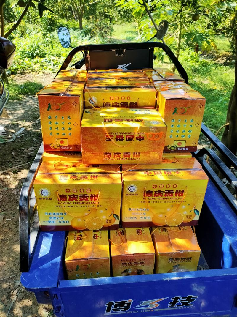 德庆县高良镇自产自销皇帝柑老树果现摘现发10斤装