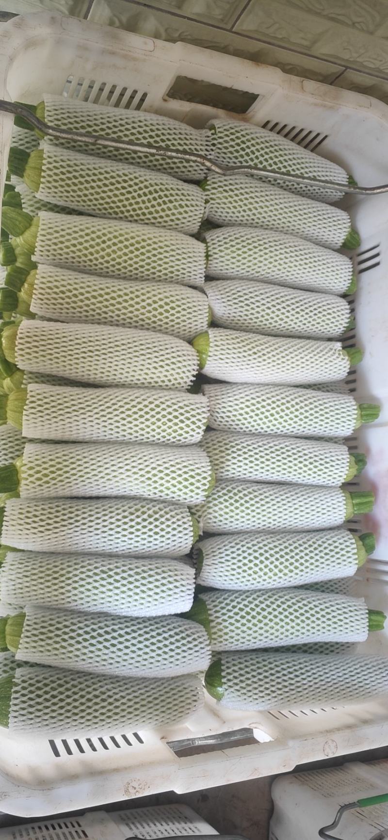 山东蔬菜，绿皮西葫芦，高原蔬菜，产区直发，西葫芦，三月瓜
