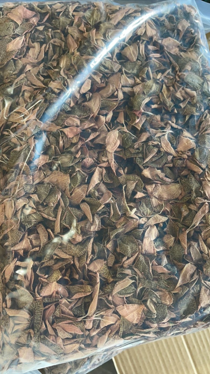 精品金线莲红霞干品