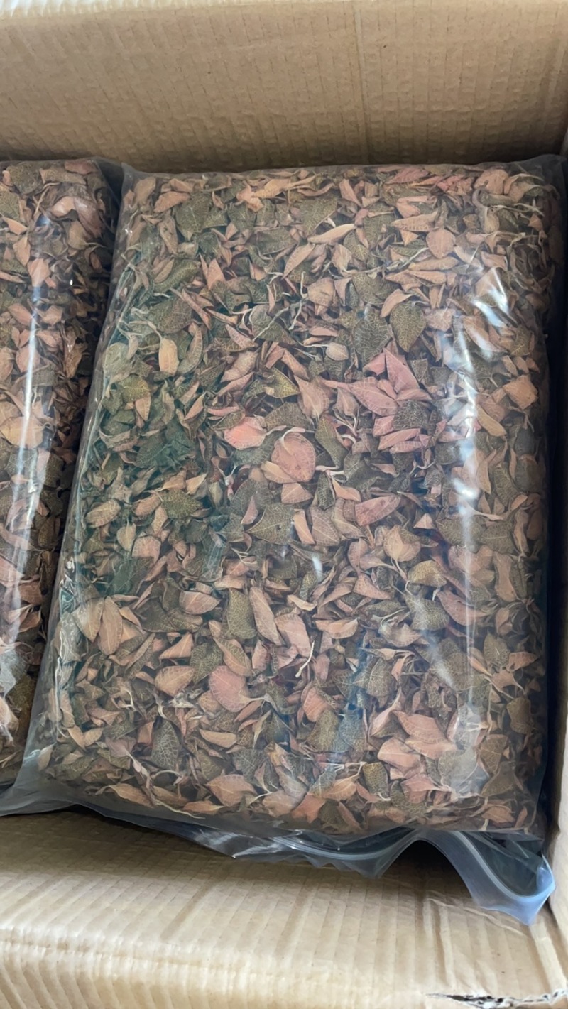 精品金线莲红霞干品