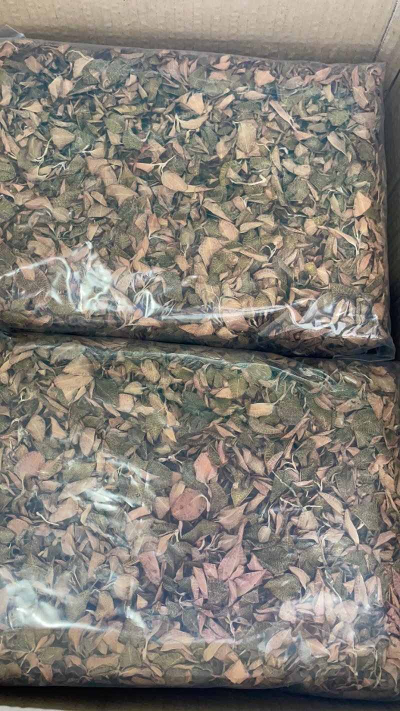 精品金线莲红霞干品
