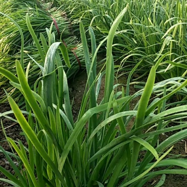 农户种植良心种子