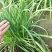 农户种植良心种子