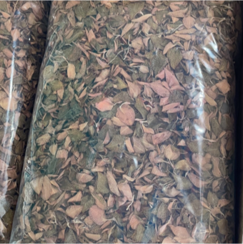 精品金线莲红霞干品