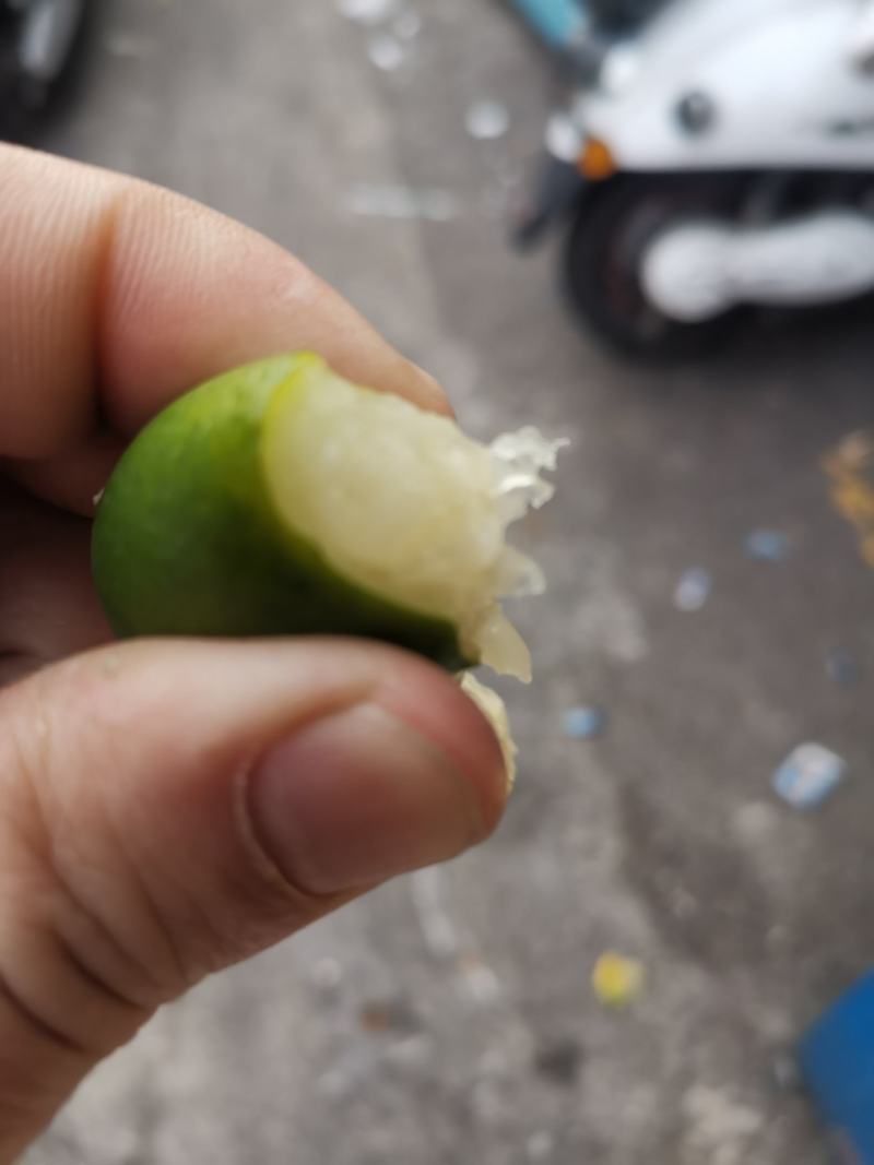 脆皮金桔，特果爆甜