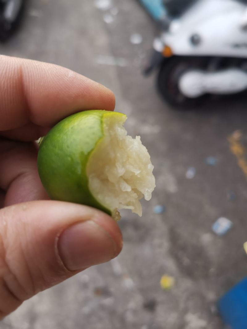 脆皮金桔，特果爆甜