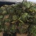 娃娃菜白菜