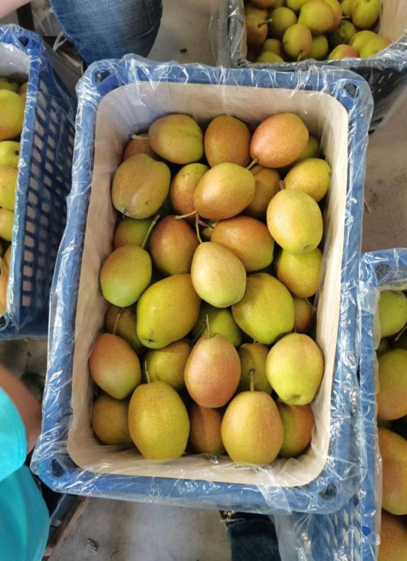 梨、河北省石家庄晋州市红香酥梨产地直供大量货源