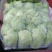 精品娃娃菜大白菜大量现货