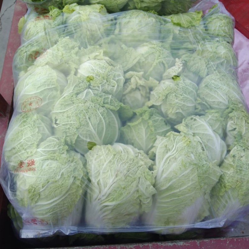 精品娃娃菜大白菜大量现货
