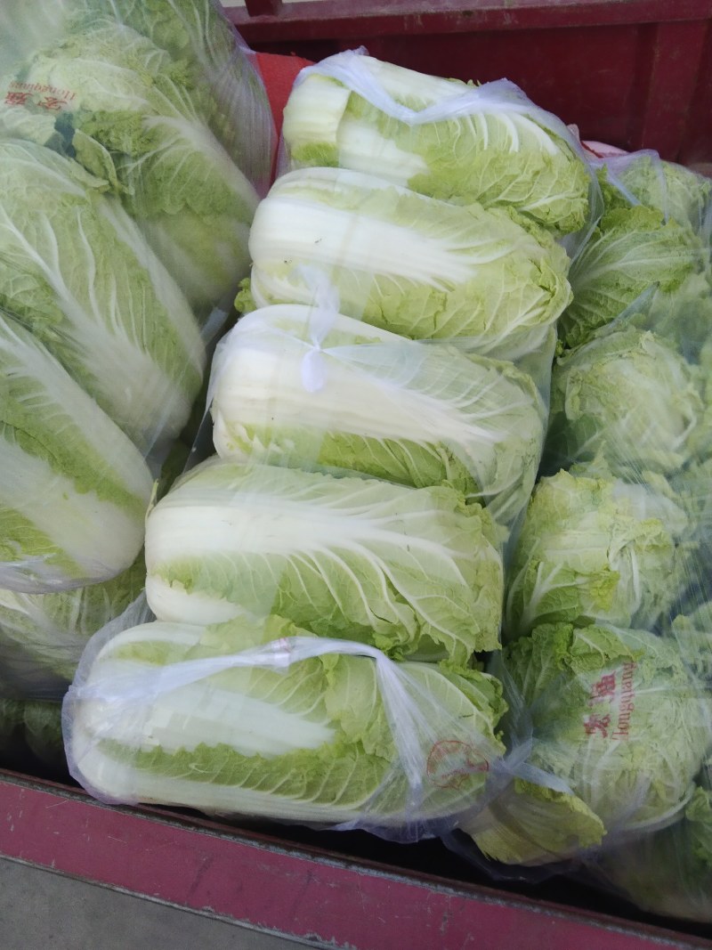 精品娃娃菜大白菜大量现货