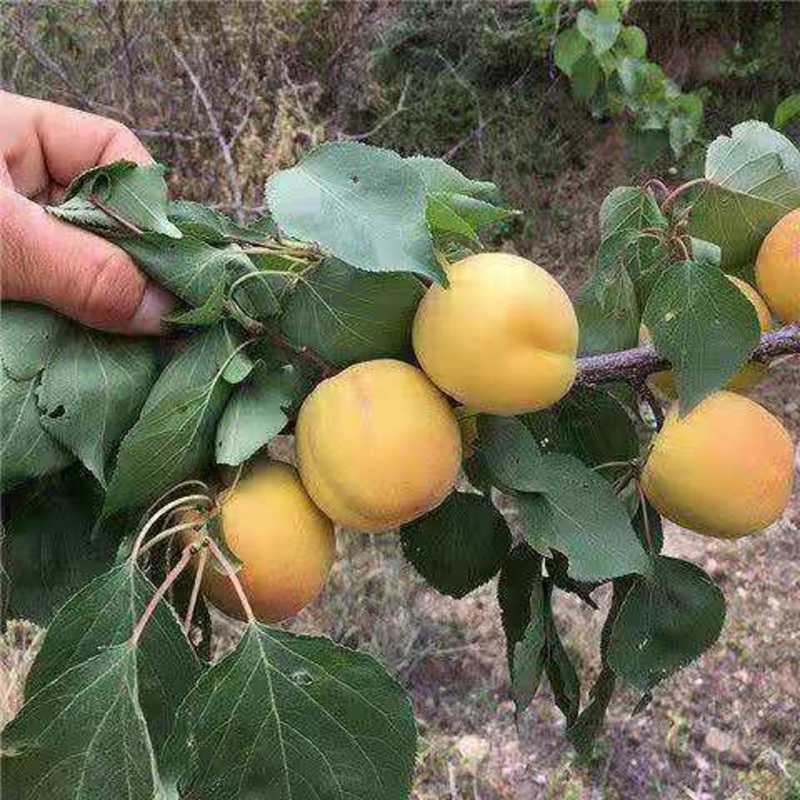 晚熟杏子树苗杏树苗新品种种苗十月初成熟死苗补发放心选购