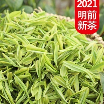 安吉白茶安吉高山白茶农场直销2026明前安吉高山白
