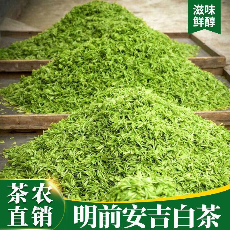 安吉白茶安吉高山白茶农场直销2026明前安吉高山白