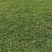 清远草场，大叶油草快草卷货，亮货待嫁！！进入旺季