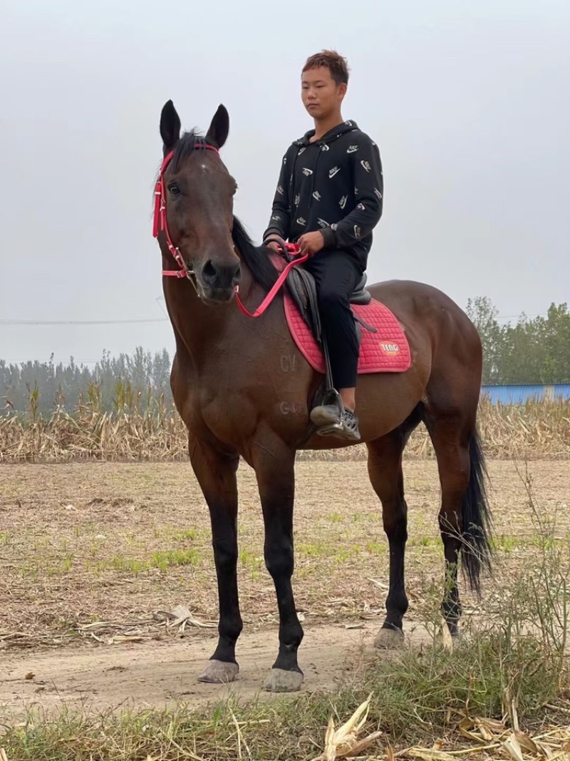 骑乘稳定操控性强单手持缰压弯胆子大