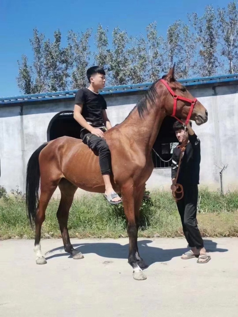 骑乘稳定操控性强单手持缰压弯胆子大