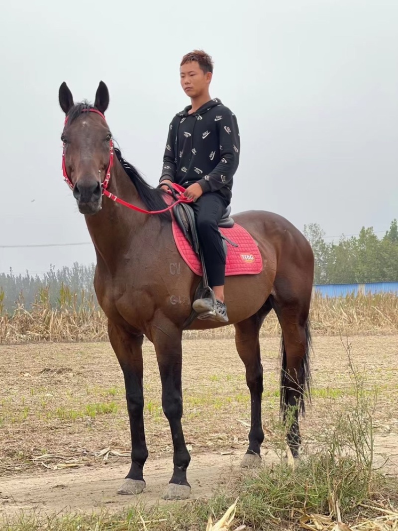 骑乘稳定操控性强单手持缰压弯胆子大