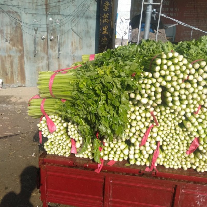 聊城冷棚中细颗芹菜，大量供应中，以质论价，产地直发