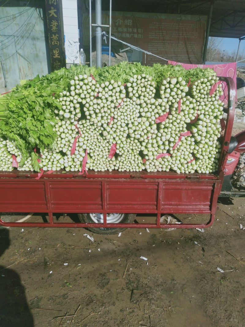 聊城冷棚中细颗芹菜，大量供应中，以质论价，产地直发