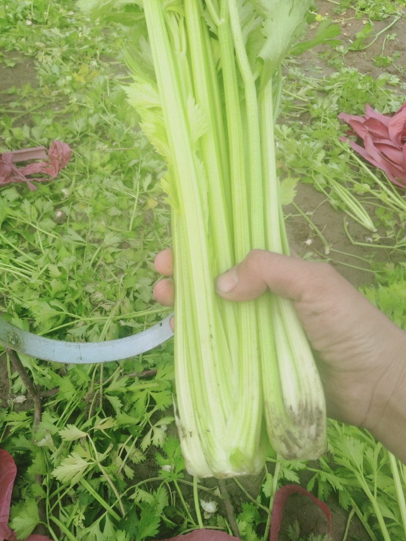 聊城冷棚中细颗芹菜，大量供应中，以质论价，产地直发