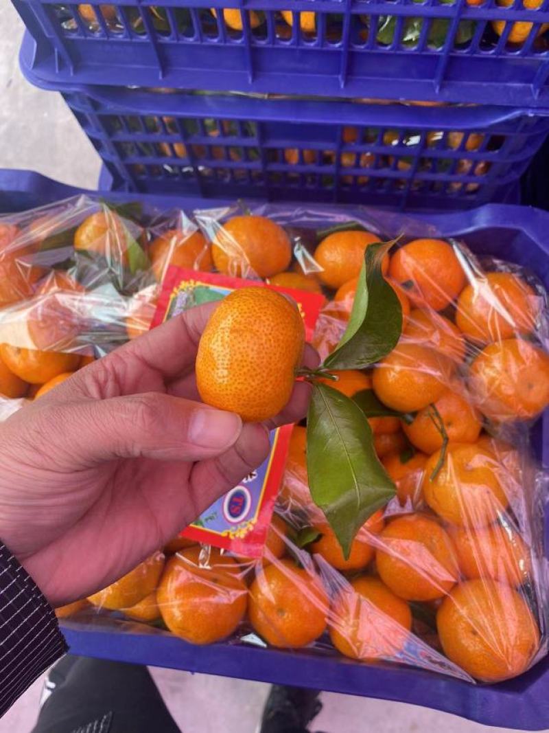 广西沙糖桔，金秋砂糖橘，品质保证，一手货源，桂林砂糖橘
