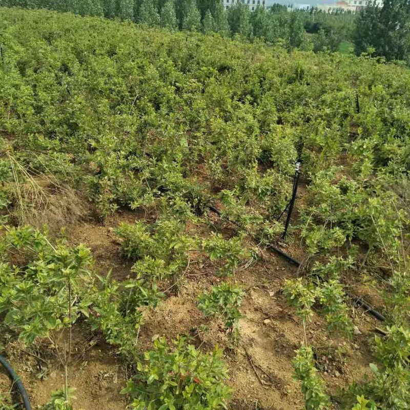 映山红苗三十公分以上带花苞大量供应