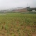 映山红苗三十公分以上带花苞大量供应