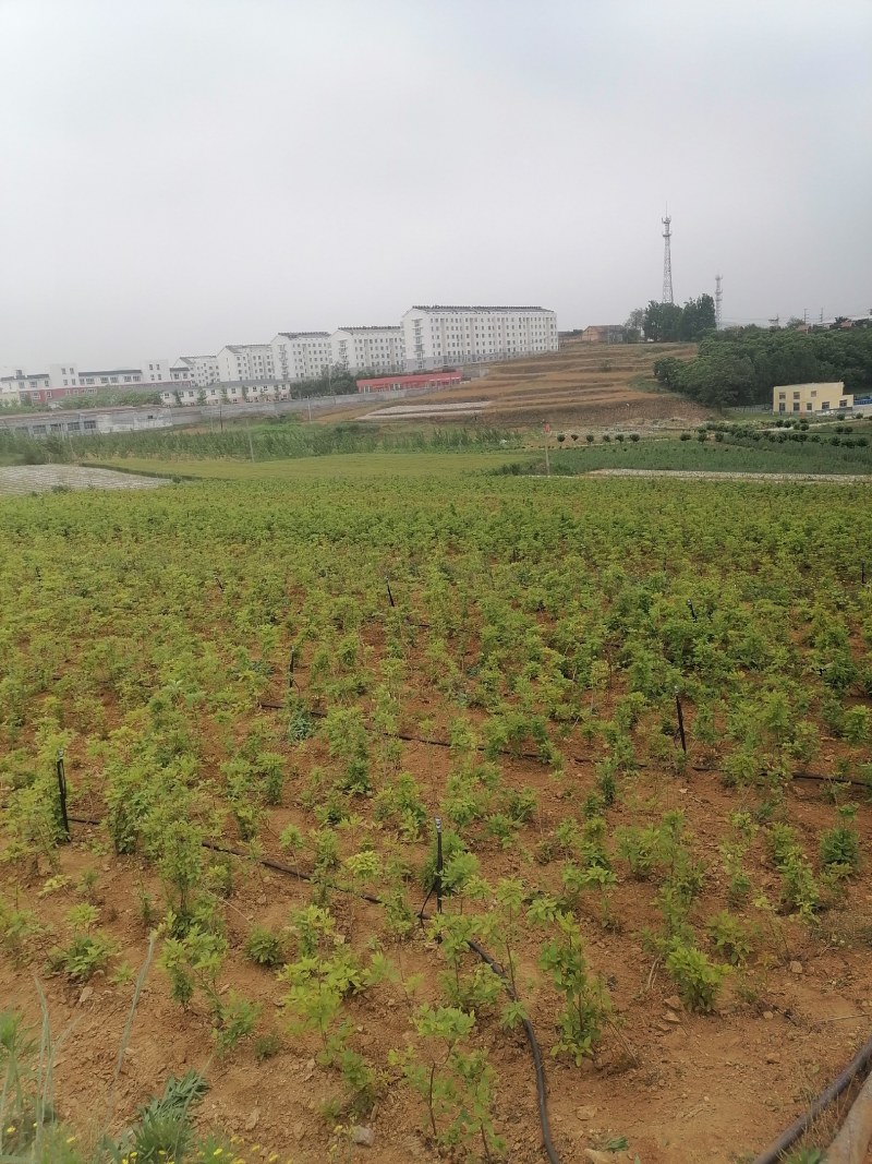 映山红苗三十公分以上带花苞大量供应