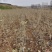 映山红苗三十公分以上带花苞大量供应