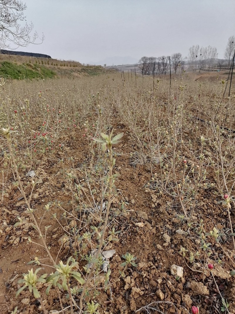 映山红苗三十公分以上带花苞大量供应