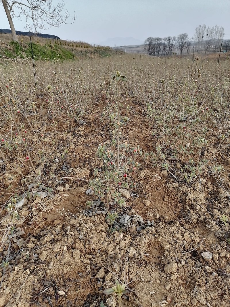映山红苗三十公分以上带花苞大量供应