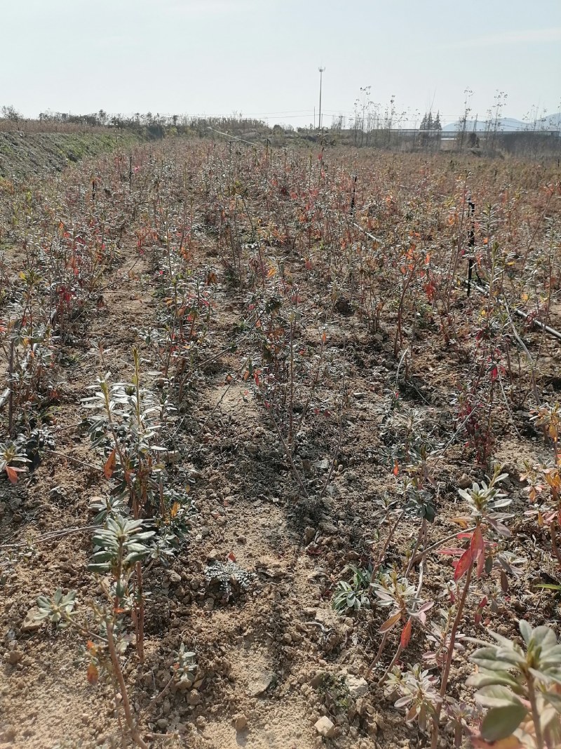 映山红苗三十公分以上带花苞大量供应