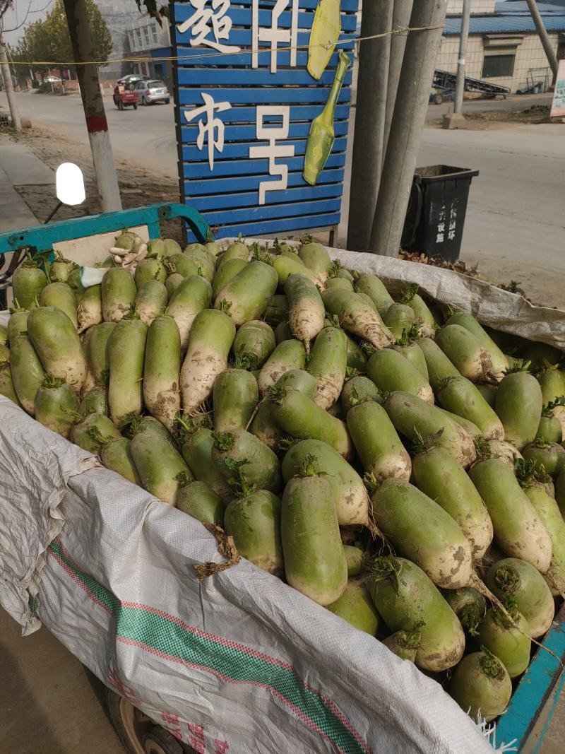 淮阳区青萝卜大量有货上市场电商酱菜厂专业代办