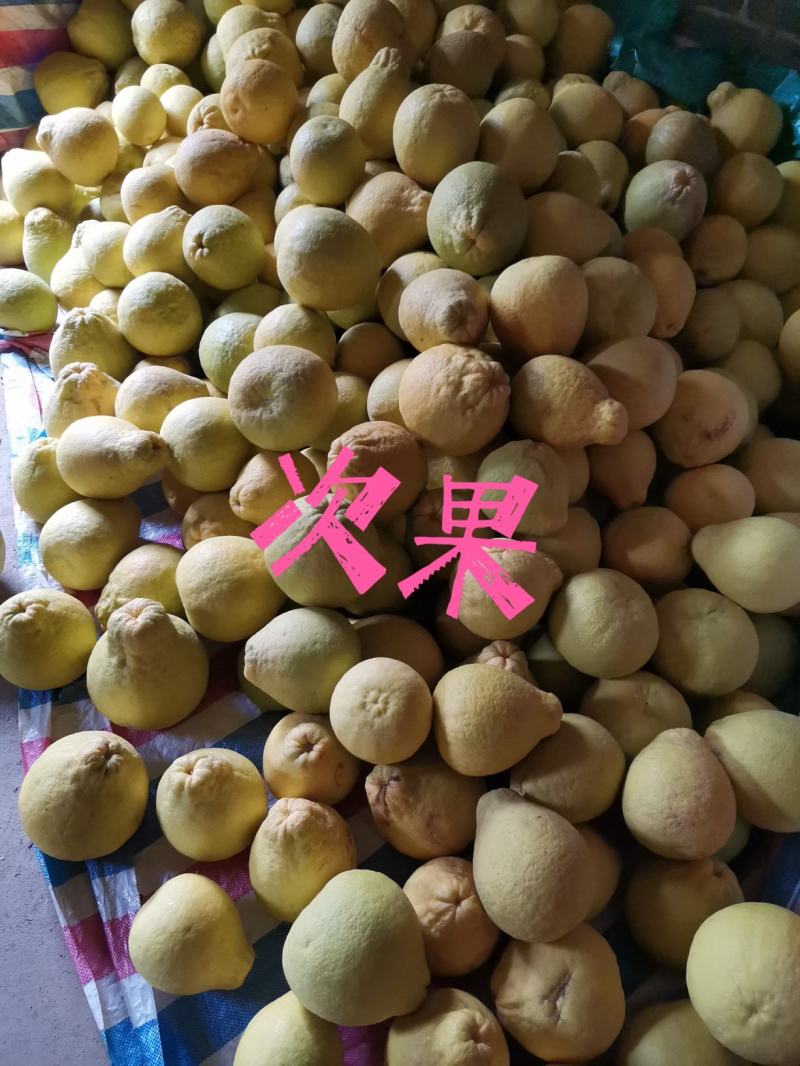 沙田柚次果