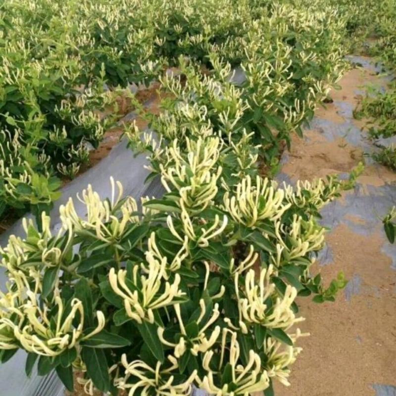 金银花苗当年开花产量高包技术管理包回收
