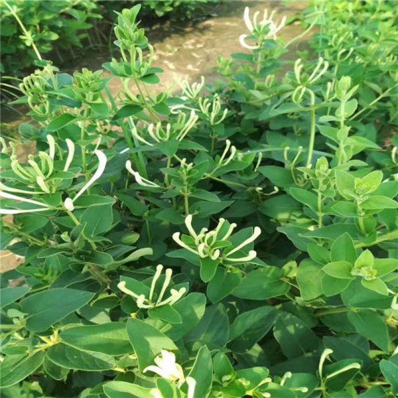 金银花苗当年开花产量高包技术管理包回收