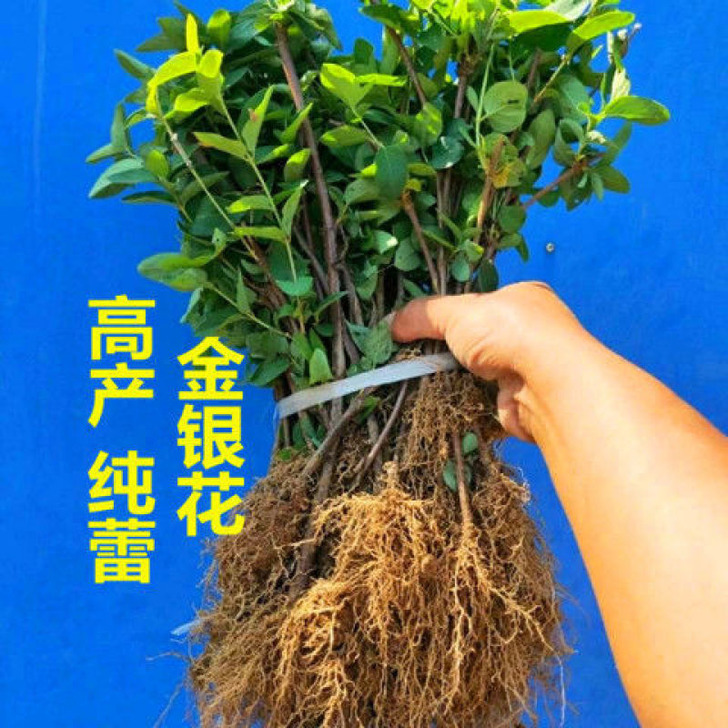 金银花苗当年开花产量高包技术管理包回收