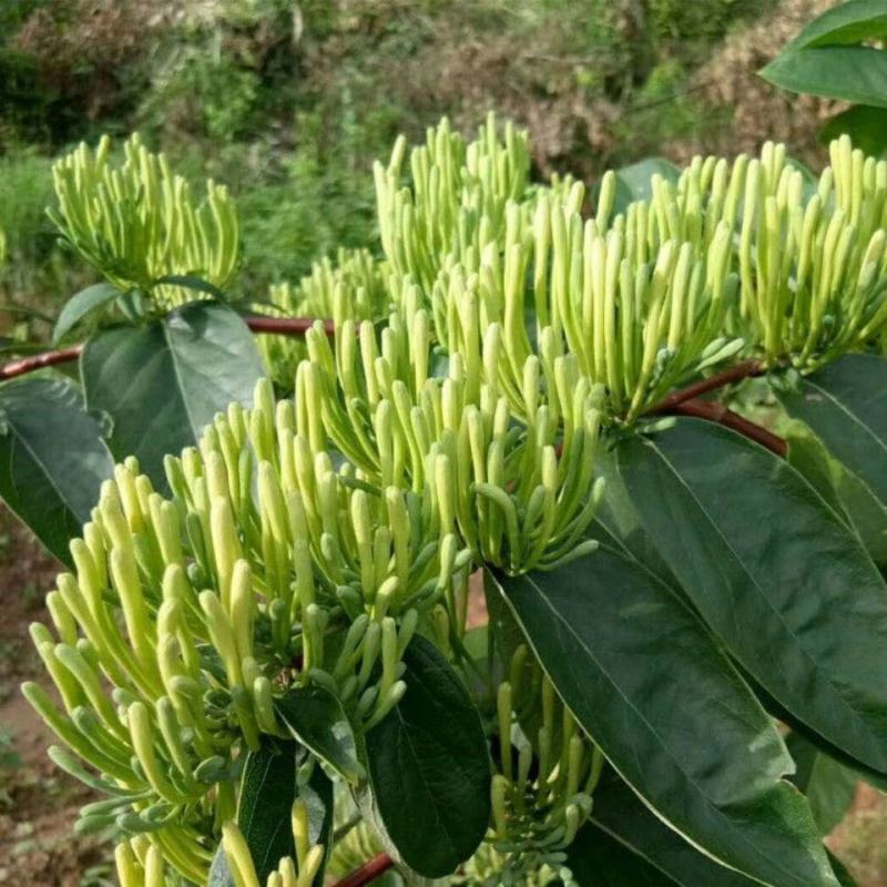 金银花苗当年开花产量高包技术管理包回收