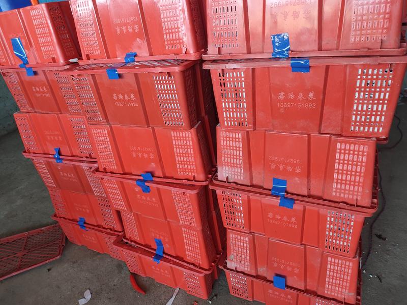湛江产海花红美人椒，大量上市，供应中，全国接单，全球供应