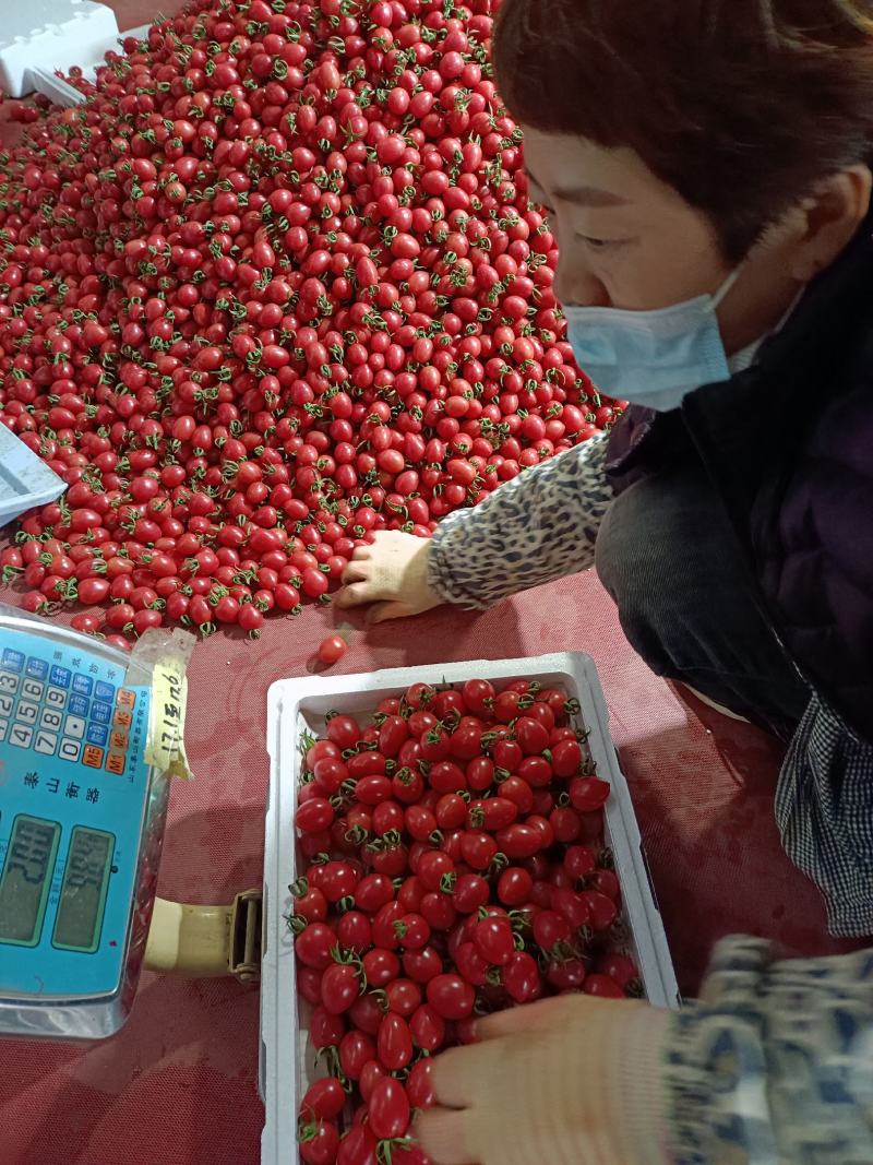 青口蜜圣女果绿千喜圣女果青甜2迷彩黄色特色小番茄产地量大