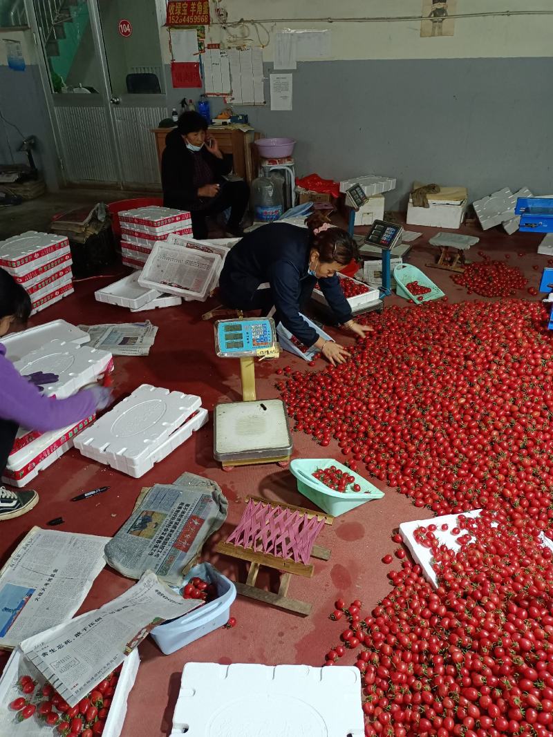 千禧粉玉圣女果T七小番茄绿千喜黄色迷彩千喜果种植产地量大
