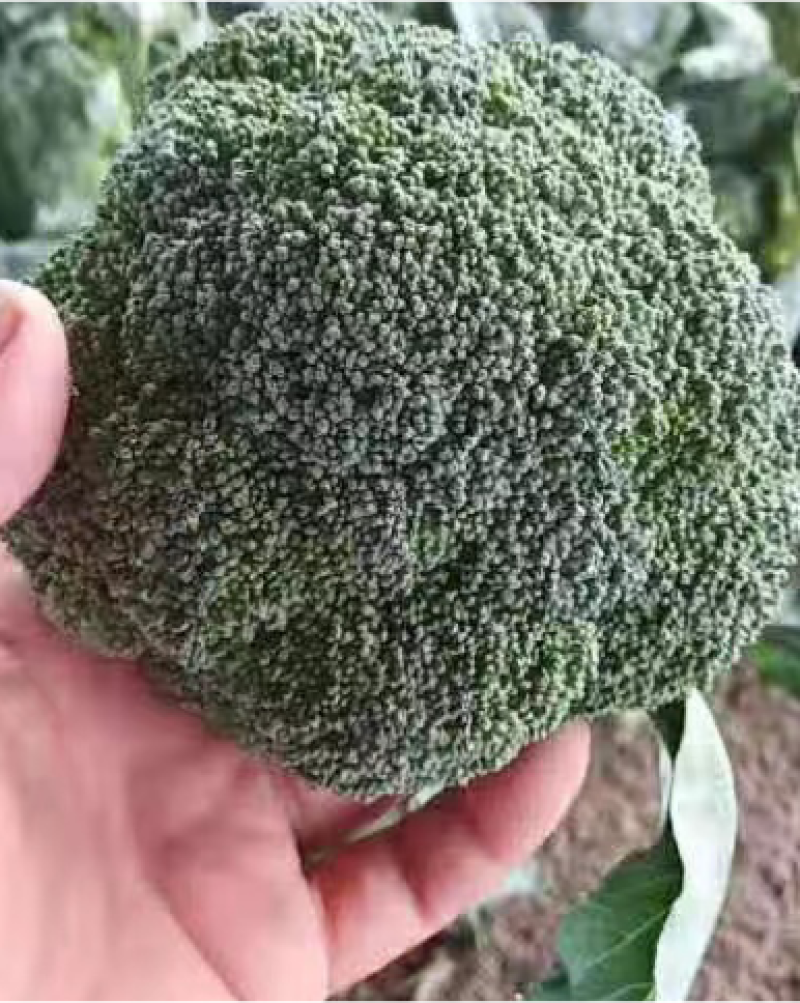 精品西蓝花，称心代办，产地发货，物美价廉。