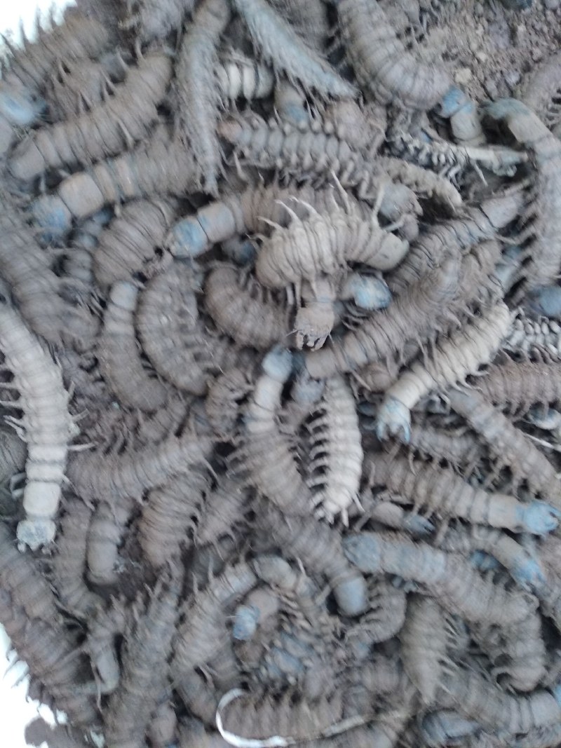 爬沙虫，水蜈蚣，天然养质。一手货源，新鲜活体，冷冻发货。