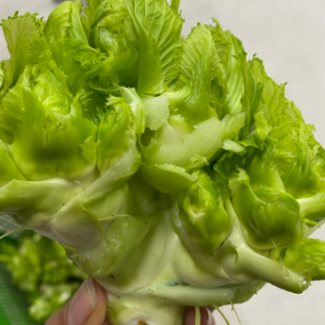 儿菜大量