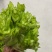 儿菜大量
