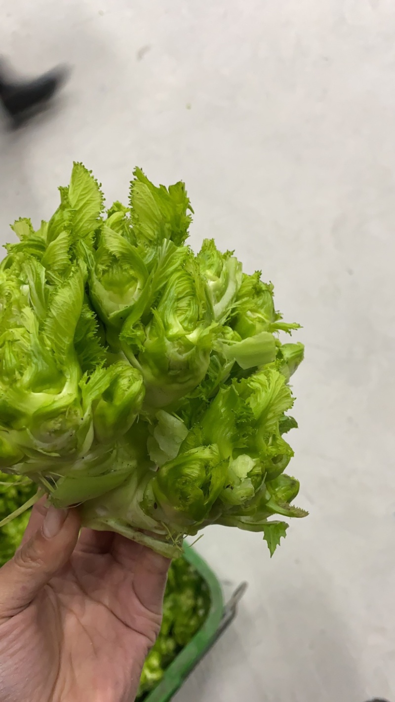 儿菜大量