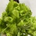 儿菜大量