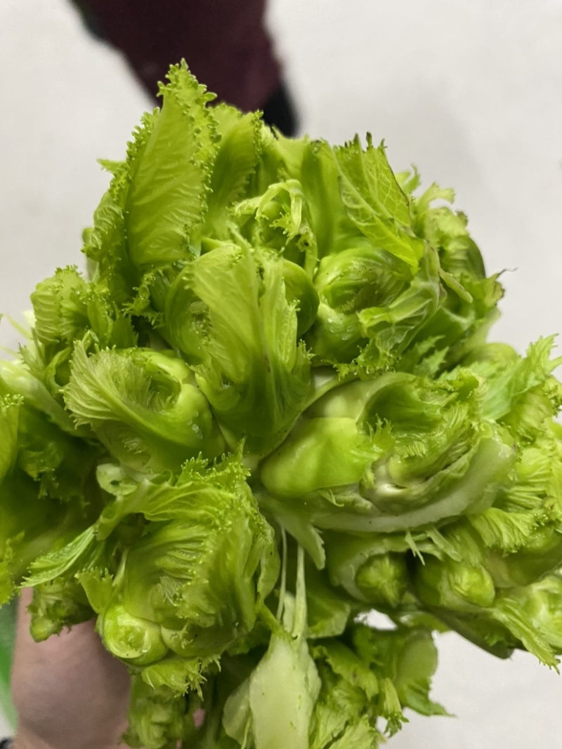 儿菜大量