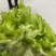 儿菜大量